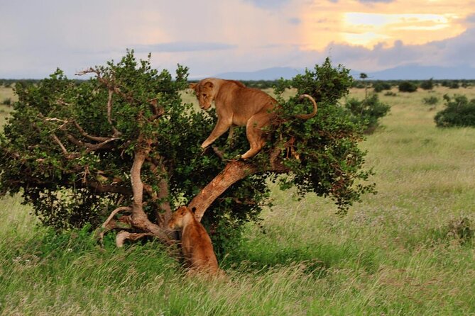 2-Day Private Tour in Masai Mara with Pick Up - Private transport and guide quality
