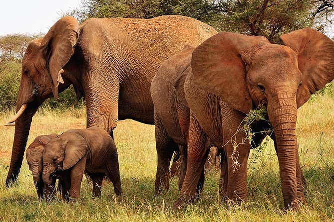 2-Day Safari in Taita Hills from Mombasa - Dawn in the sanctuary, then the long road home