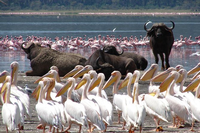 2 Day Tour Lake Nakuru, Hell' s Gate & Lake Naivasha From Nairobi - Why Hell’s Gate is the trip’s best surprise