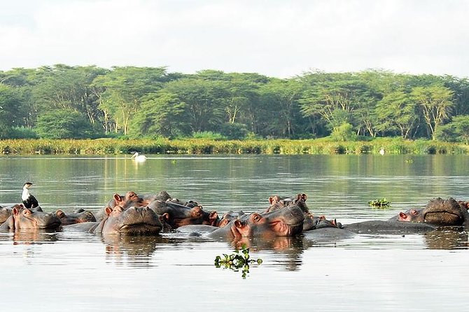 2 Day Tour Lake Nakuru, Hell' s Gate & Lake Naivasha From Nairobi - What the guides add to the experience