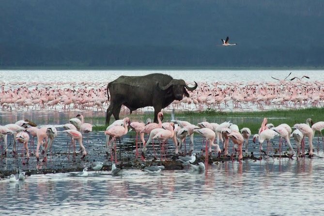 2 Day Tour Lake Nakuru, Hell' s Gate & Lake Naivasha From Nairobi - The vehicle can affect the value