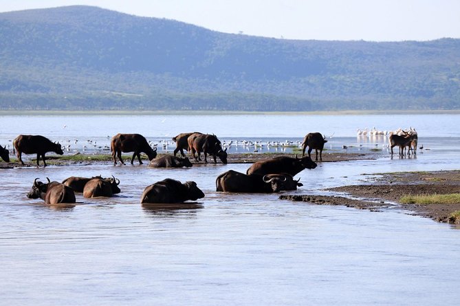 2 Day Tour Lake Nakuru, Hell' s Gate & Lake Naivasha From Nairobi - Lake Naivasha slows the pace