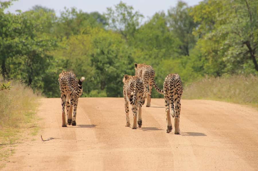 2-Day Tsavo East National Park Safari (with options) - The first Tsavo East game drive