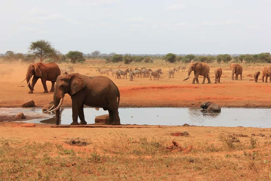 2-Day Tsavo East National Park Safari (with options) - The early morning search for cats