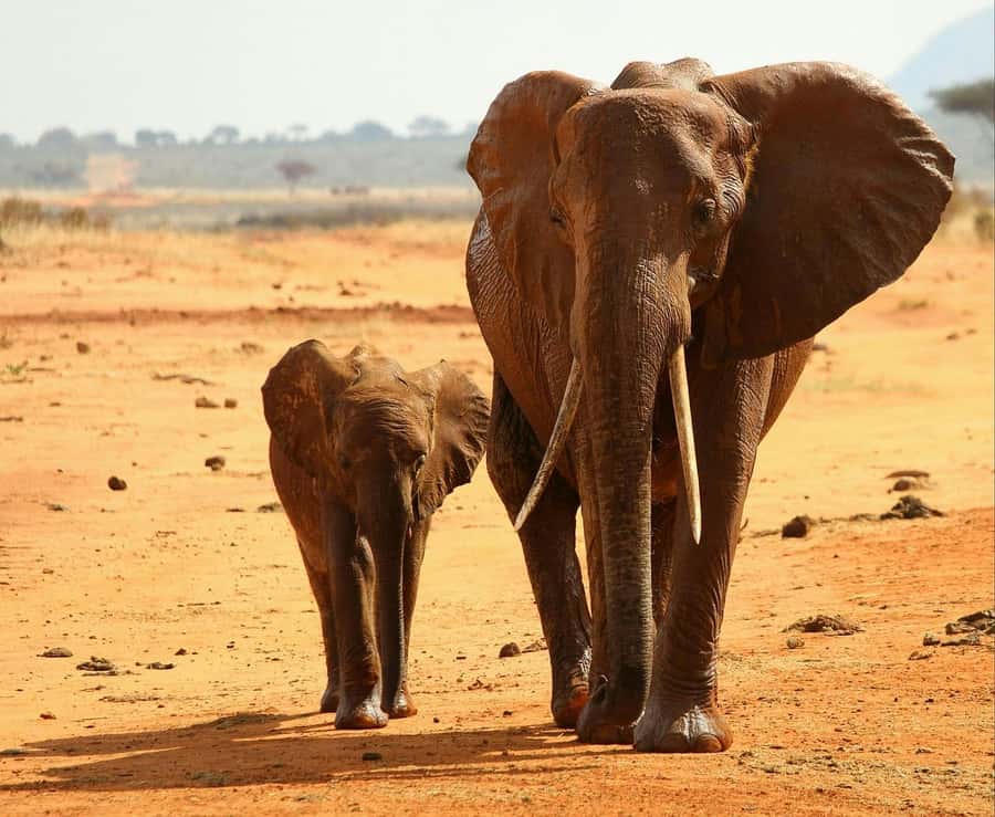 2-Day Tsavo East National Park Safari (with options) - Park fees, accommodation, and the real price