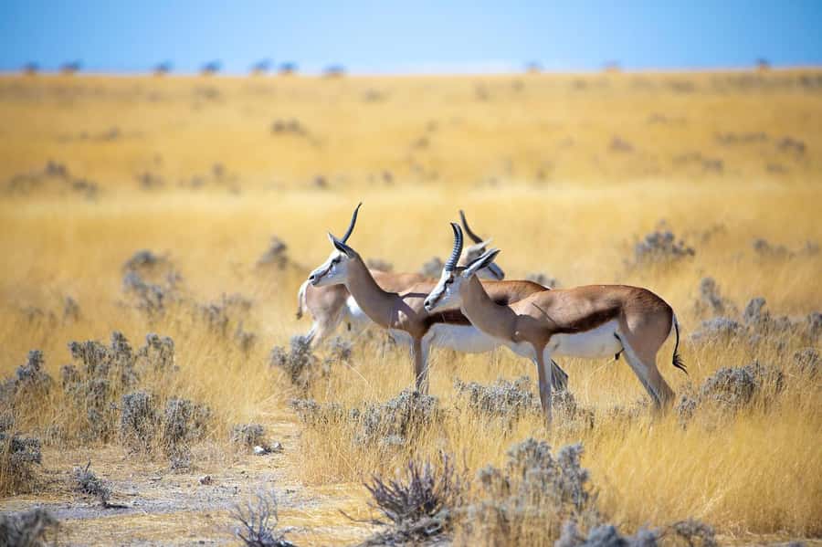 2-Day Tsavo East National Park Safari (with options) - What the strongest feedback tells you