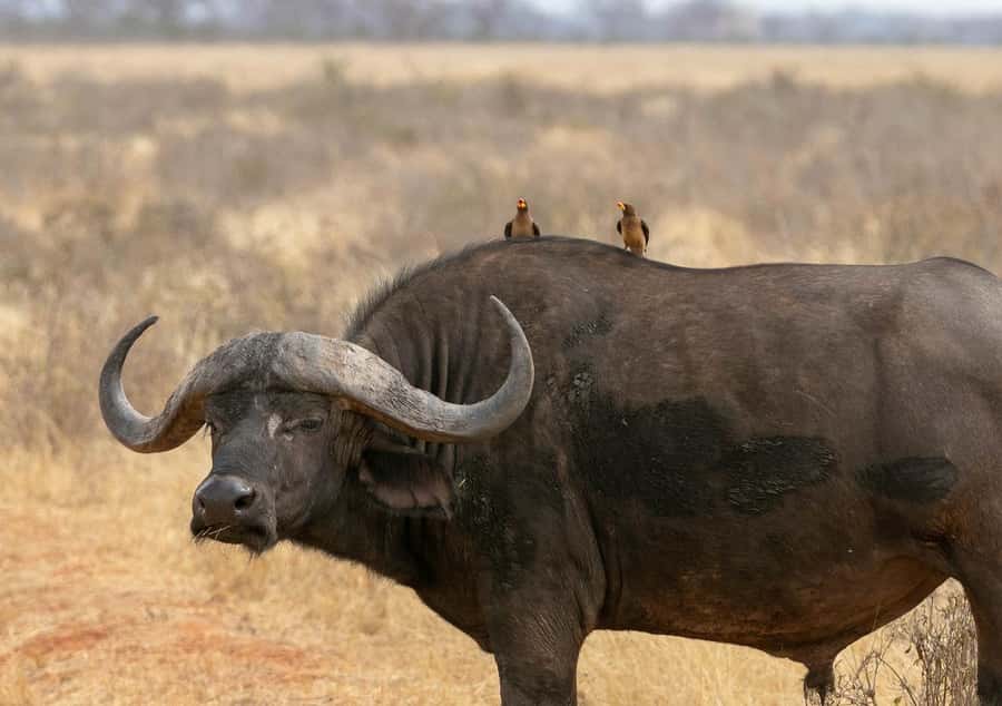 2-Day Tsavo East National Park Safari (with options) - The 6:00 AM pickup and road to Bachuma Gate