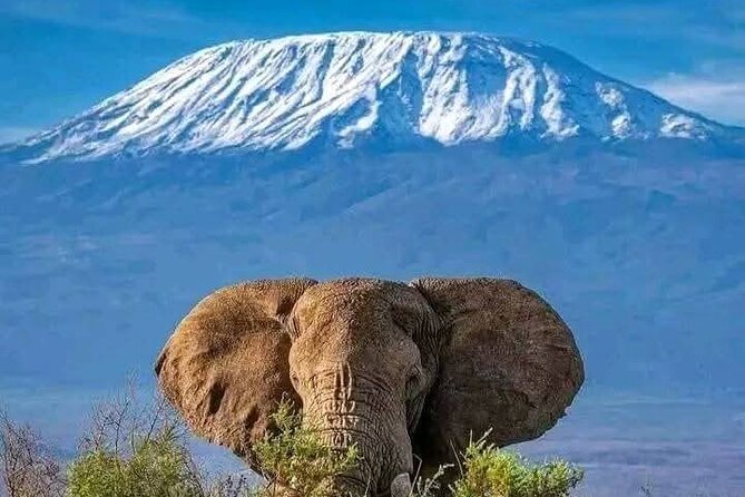 2 Days 1 Night Amboseli National Park Private Safari. - Arrival, lunch, and the first Amboseli game drive