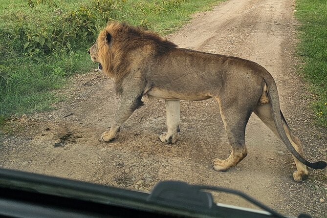 2 Days 1 Night Amboseli National Park Private Safari. - The early morning drive and the best Kilimanjaro chance