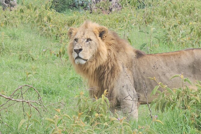2 Days 1 Night Amboseli National Park Private Safari. - Observation Hill, the one place to walk