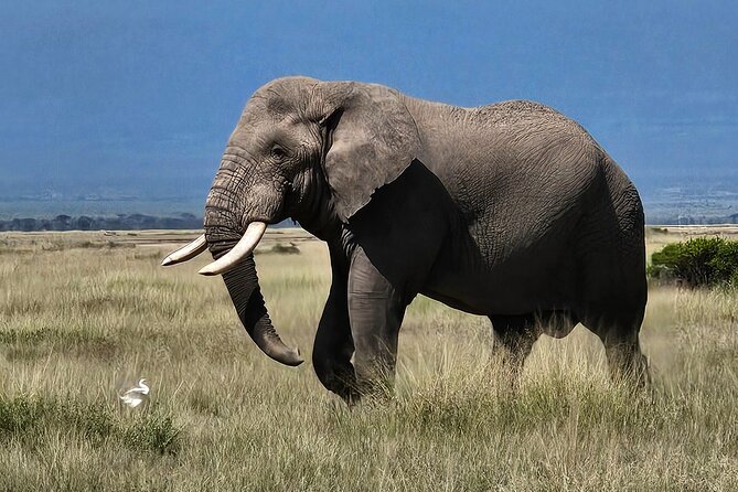 2 Days 1 Night Amboseli National Park Private Safari. - Returning to Nairobi by about 4:00 p.m.