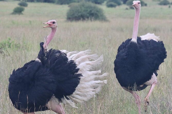 2 Days 1 Night Amboseli National Park Private Safari. - What the $470 price includes