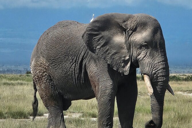 2 Days 1 Night Amboseli National Park Private Safari. - Who will enjoy this safari most