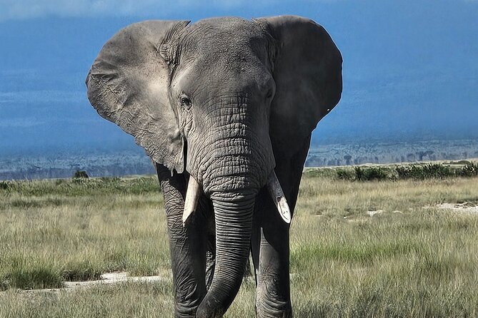 2 Days 1 Night Amboseli National Park Private Safari. - Choosing the lodge, with Kibo Safari Camp as the key option