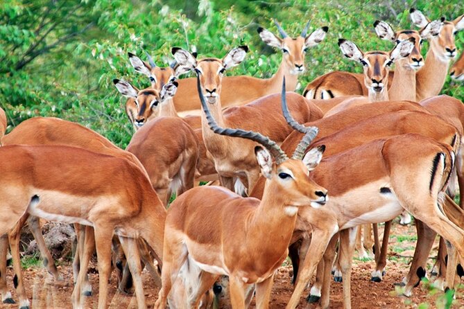 2 Days 1 Night Amboseli National Park Safari from Nairobi - Observation Hill gives you the park on foot