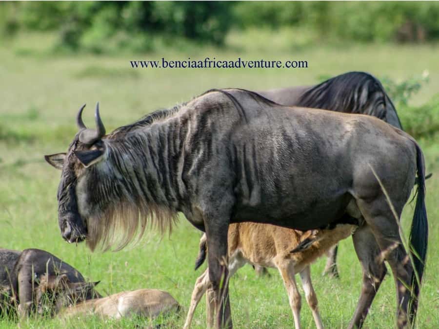 2 Days 1 Night Amboseli Safari - Who should book this Amboseli safari?
