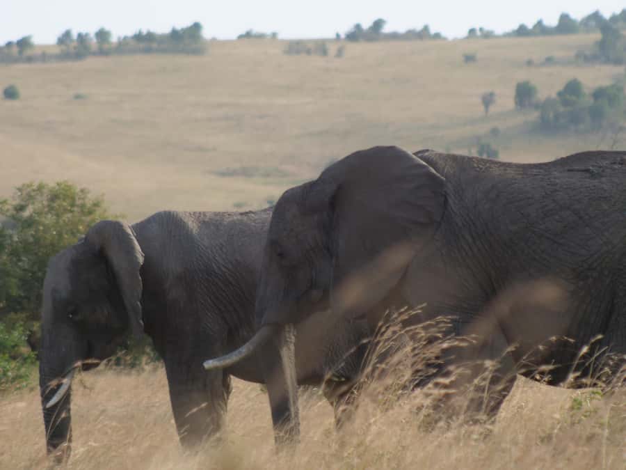 2 Days 1 Night Amboseli Safari - Why Amboseli works so well for a short safari