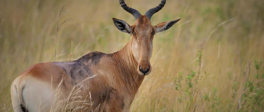 2 Days 1 Night Amboseli Safari - Guides can shape the whole experience