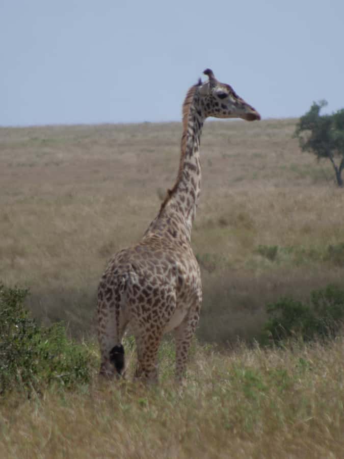 2 Days 1 Night Amboseli Safari - The Maasai village option needs careful planning