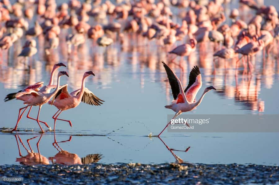 2 Days 1 Night Amboseli Safari - What is included, and what is not