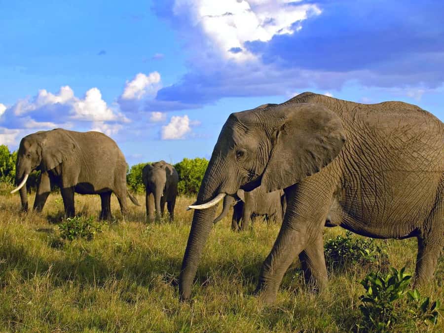 2 Days 1 Night Amboseli Safari - Day one: Nairobi to the Kilimanjaro view