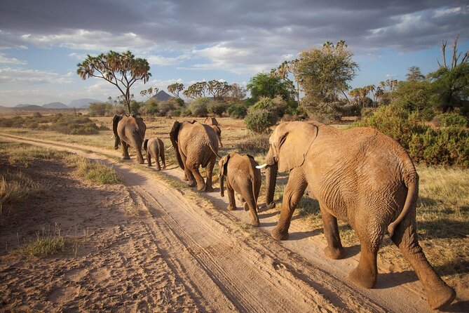 (2 Days, 1 Night) Day & Night Game Drive Tsavo East National Park - The morning road from Diani to the park
