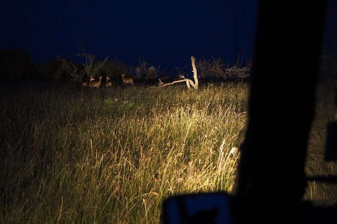 (2 Days, 1 Night) Day & Night Game Drive Tsavo East National Park - What a private guide adds to the experience