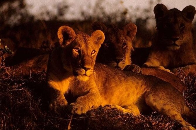 (2 Days, 1 Night) Day & Night Game Drive Tsavo East National Park - Your first game drive in Tsavo East