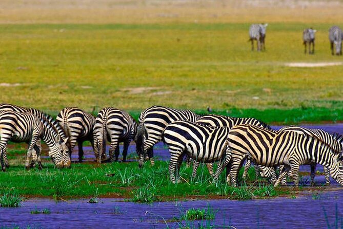 2 Days 1 Night Private Tour to Amboseli National park 4<em>4 Vehicle – Key points at a glance’ /></p>
<ul>
<li><strong>Elephants with Kilimanjaro:</strong> Amboseli is one of Kenya’s best places to see large elephant herds at close range, often with the mountain providing the picture-perfect backdrop.</li>
<li><strong>Two game drives included:</strong> You get an afternoon drive on the first day and an early-morning drive on the second.</li>
<li><strong>Private 4×4 format:</strong> Your group is meant to travel on its own, rather than joining a large shared vehicle.</li>
<li><strong>All the main costs are bundled:</strong> Park entry, accommodation, meals, bottled water, guide-driver, and Nairobi transfers are included.</li>
<li><strong>A long but direct road trip:</strong> The drive takes less than five hours each way, with possible stops along the route.</li>
<li><strong>Optional Maasai village visit:</strong> This costs an additional $20 and is not part of the basic tour price.</li>
</ul>
<h2>Why Amboseli works so well for a short safari</h2>
<p><img width="669" height="446" decoding="async" src=