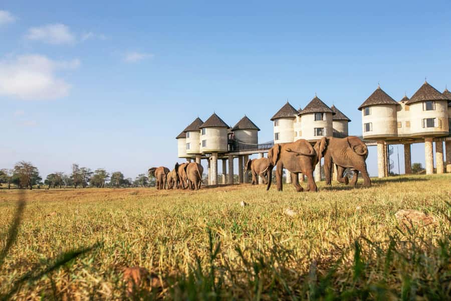 2 days 1 night saltlick safari from Diani/Mombasa - An early drive before breakfast