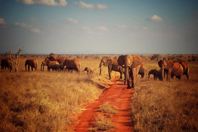 2 Days (1 night); Tsavo East & Saltlick Safari: - Why Tsavo East makes this a strong short safari