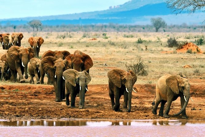 2 Days (1 night); Tsavo East & Saltlick Safari: - The main risk: last-minute schedule changes