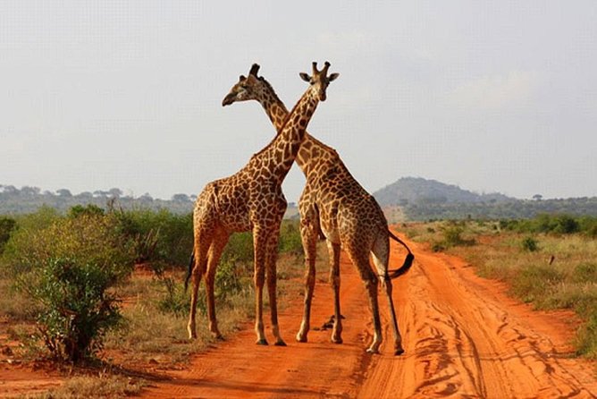 2 Days (1 night); Tsavo East & Saltlick Safari: - The 5:00 am pickup from Diani Beach