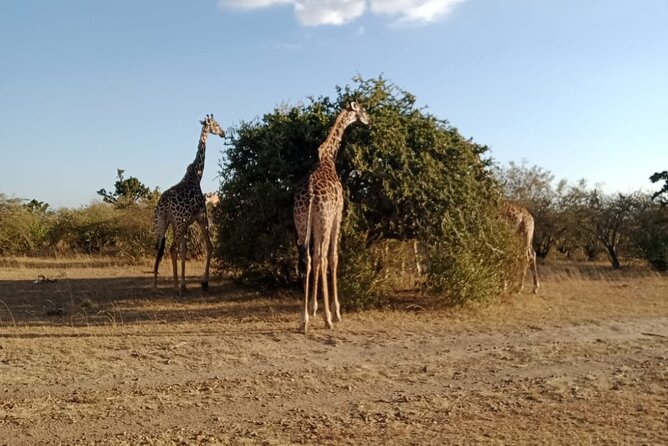 2 Days Adventurous Safari in Amboseli (Mid Range Tour) - The first evening drive and Kilimanjaro timing