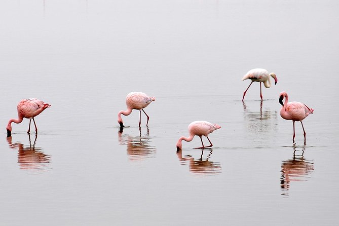 2 Days Amboseli Getaway Trip - Key points to know before you book