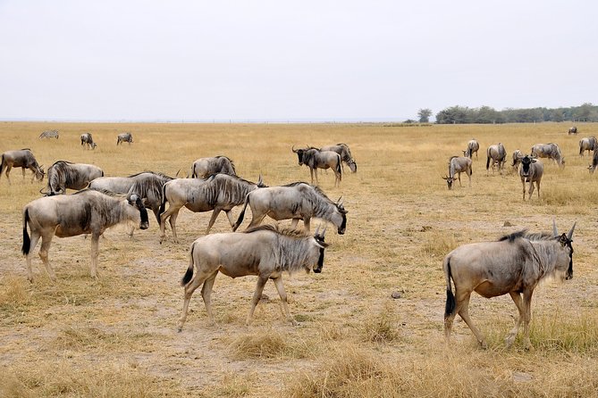 2 Days Amboseli Getaway Trip - Why Amboseli works so well for a two-day safari