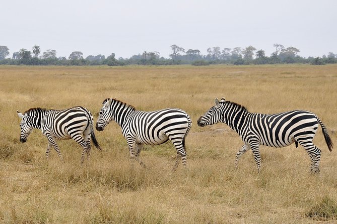 2 Days Amboseli Getaway Trip - Day 1: lunch, lodge check-in, and the 2:30 pm game drive