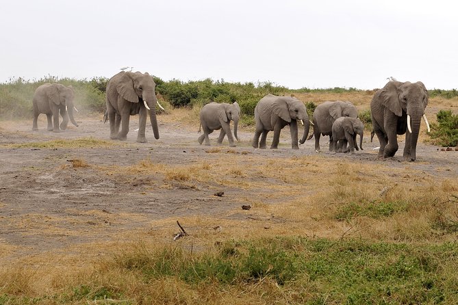 2 Days Amboseli Getaway Trip - Day 2: an early drive and a bird’s-eye view of Amboseli