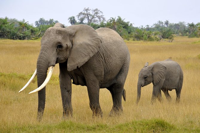 2 Days Amboseli Getaway Trip - What the private format changes