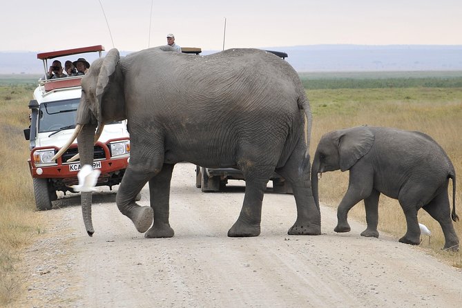2 Days Amboseli Getaway Trip - Guides, wildlife skills, and the human side of the trip
