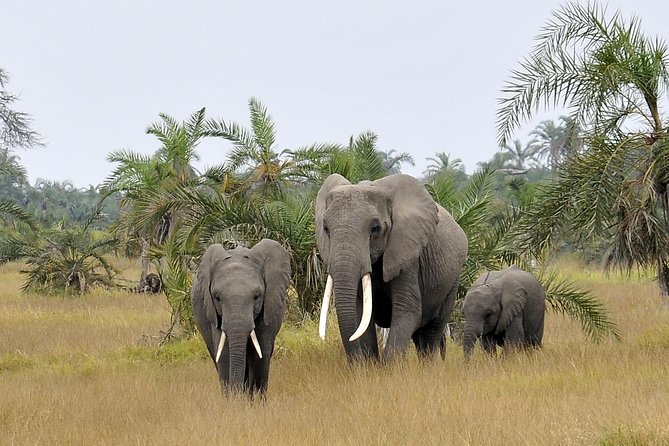 2 Days Amboseli Getaway Trip - Meals, accommodation, and what the $385 covers