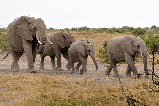 2 Days Amboseli Getaway Trip - Leaving Nairobi at 7:00 am