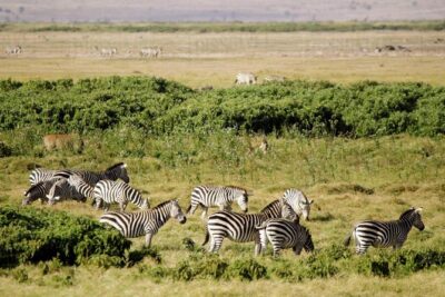2 Days Amboseli National Park Safari