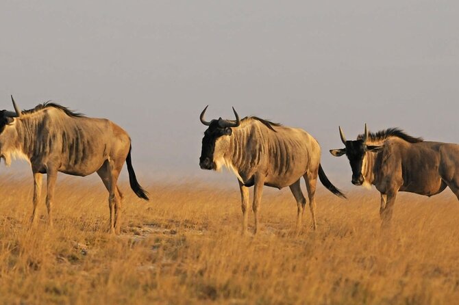 2 days Amboseli National Park Safari - AA Lodge: what the overnight stay adds