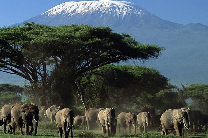 2 Days Amboseli National Park Safari- Guarantee Daily Departure - Lodging, dinner, and what is covered