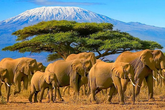 2 Days Amboseli National Park Safari- Guarantee Daily Departure - The early morning Kilimanjaro view