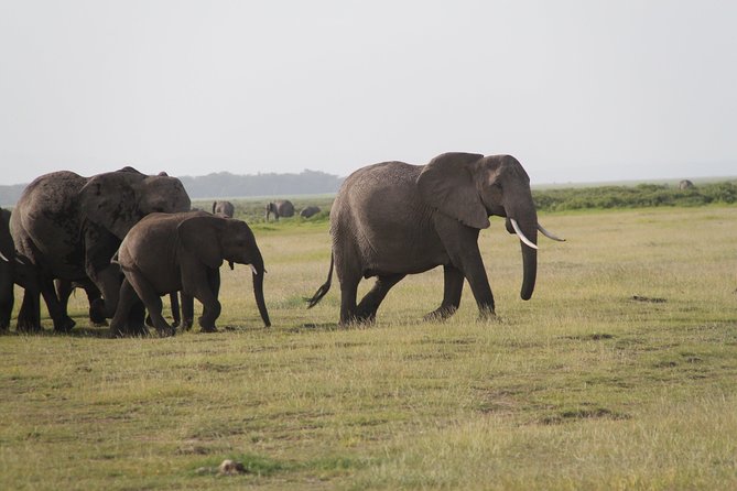 2 Days Amboseli National Park Safari- Guarantee Daily Departure - Photography, wildlife, and realistic expectations