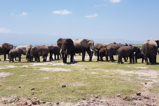 2 Days Amboseli Park Overnight Private Safari - Why two days can work for Amboseli