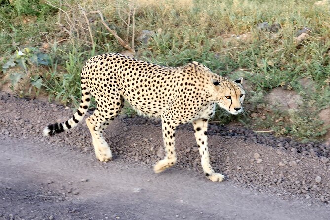 2 Days Amboseli Park Overnight Private Safari - Observation Hill and the park’s five habitats