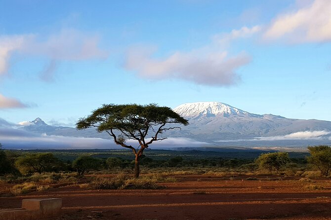2 Days Amboseli Park Overnight Private Safari - Day two: morning wildlife and the road back